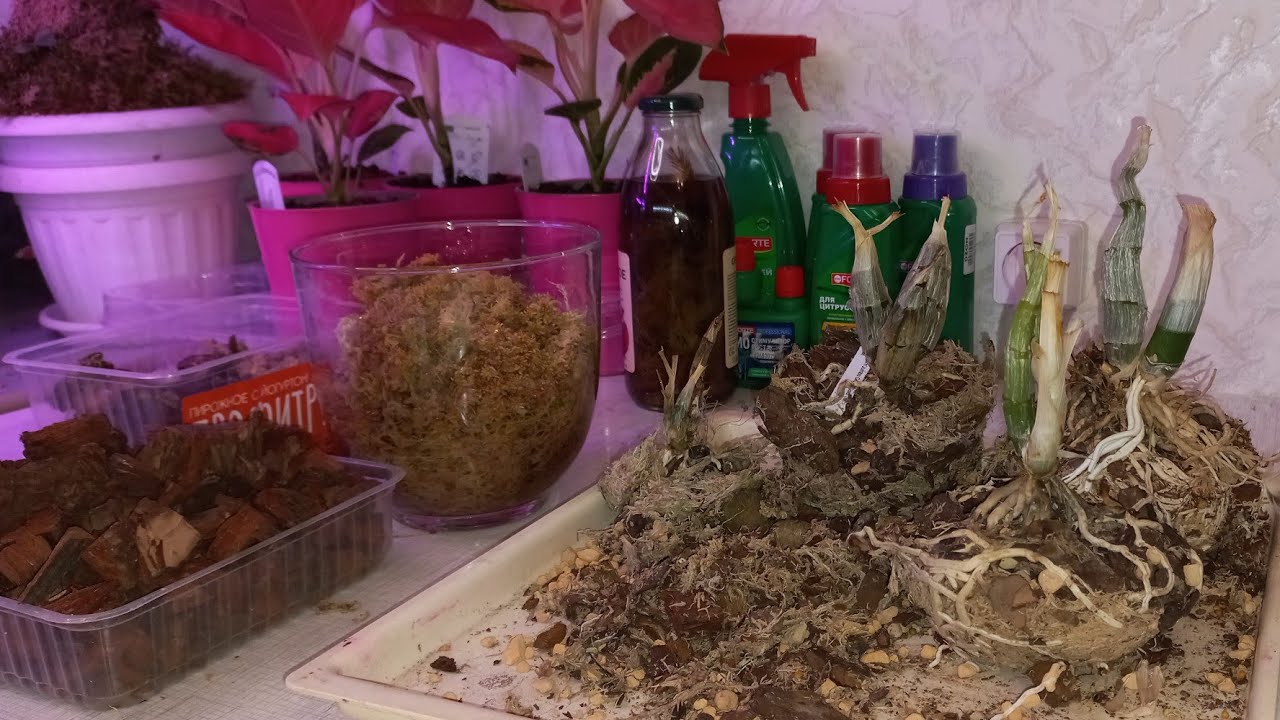 Дошли руки до Орхидей Морковки/Пересадка пока спят
