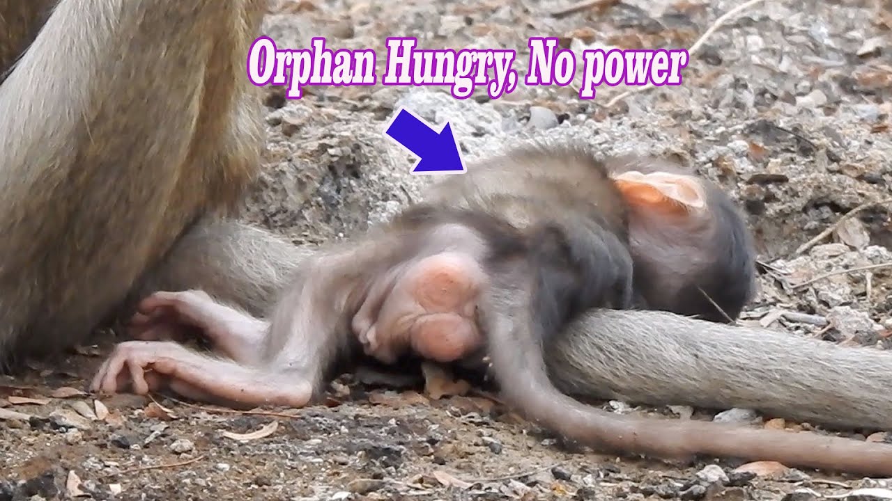 Taylor's Power low down, Million.!! Pity Orphan not Breastfeed from Aunt, Poor Baby no milk full day
