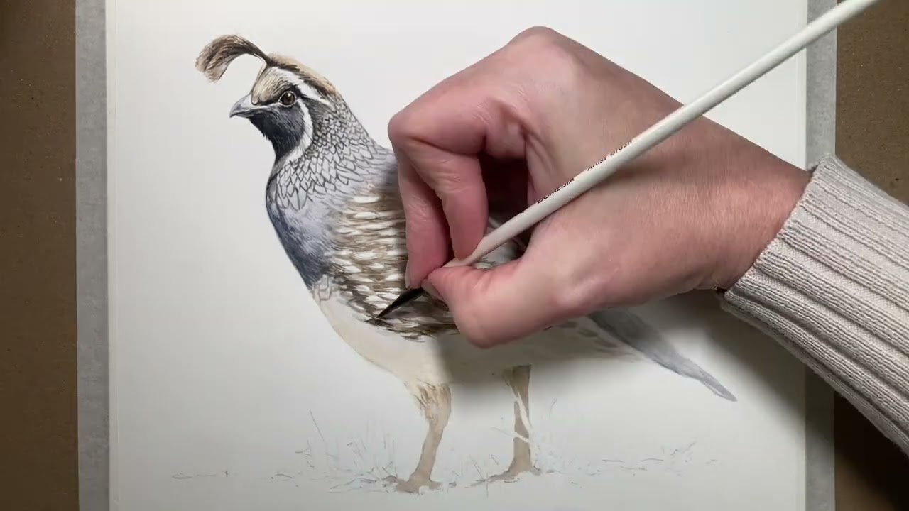 Week 5 of Painting Birds: California Quail