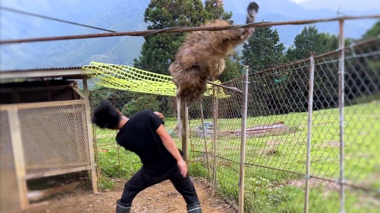 人間に慣れていないエミューを捕まえようとするとこうなる