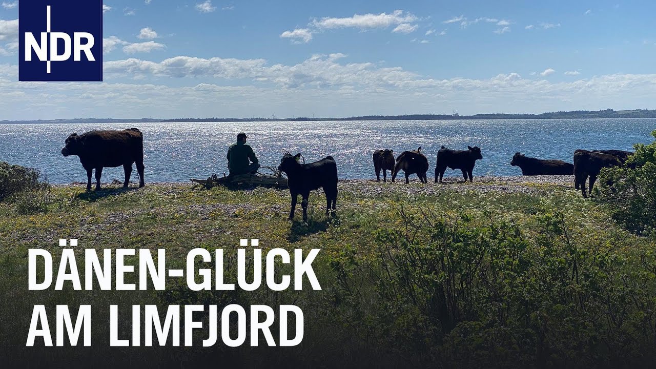 Nordjütland: Mehr als Hygge am Limfjord | Nordseereport | NDR Doku