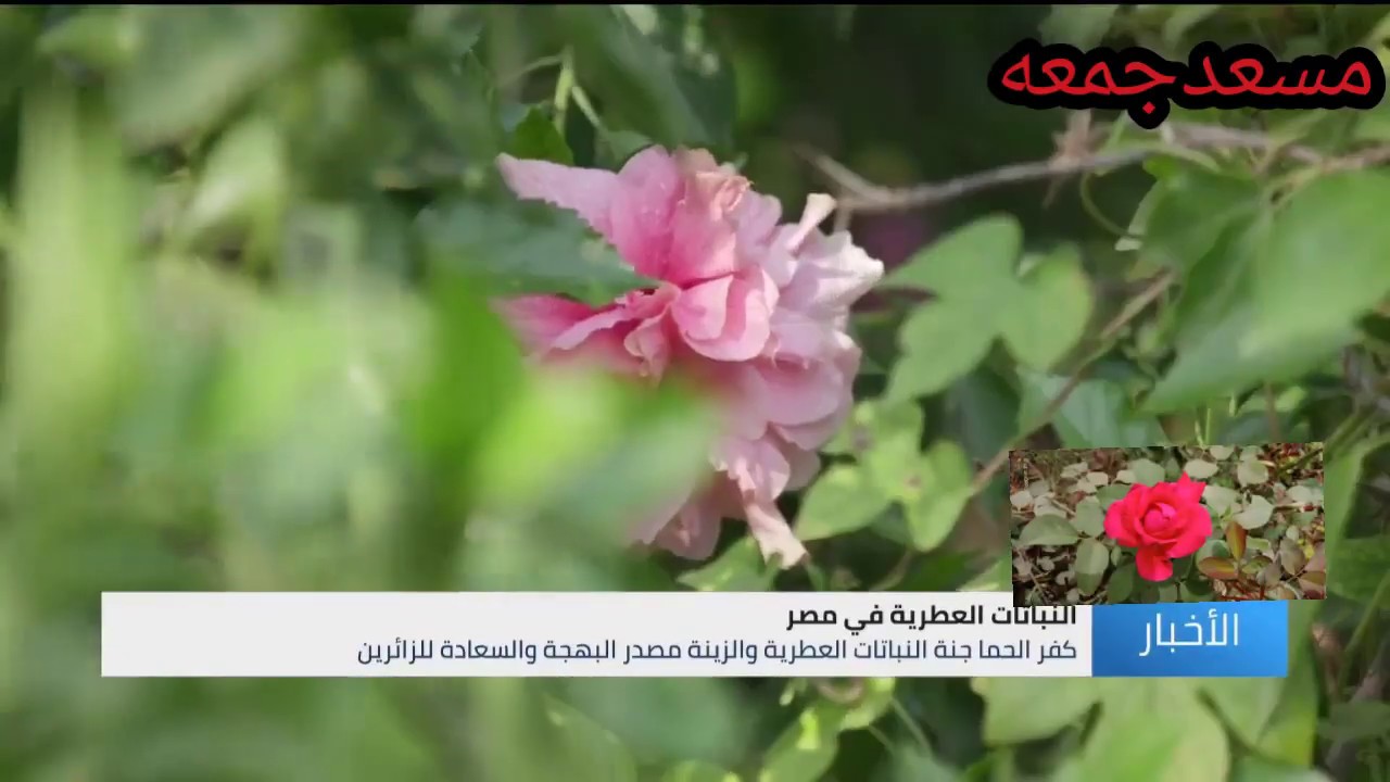 تعرف علي اهم قريه في تكاثر نباتات الزينه)(كفر الحما /اشمون /منوفيه