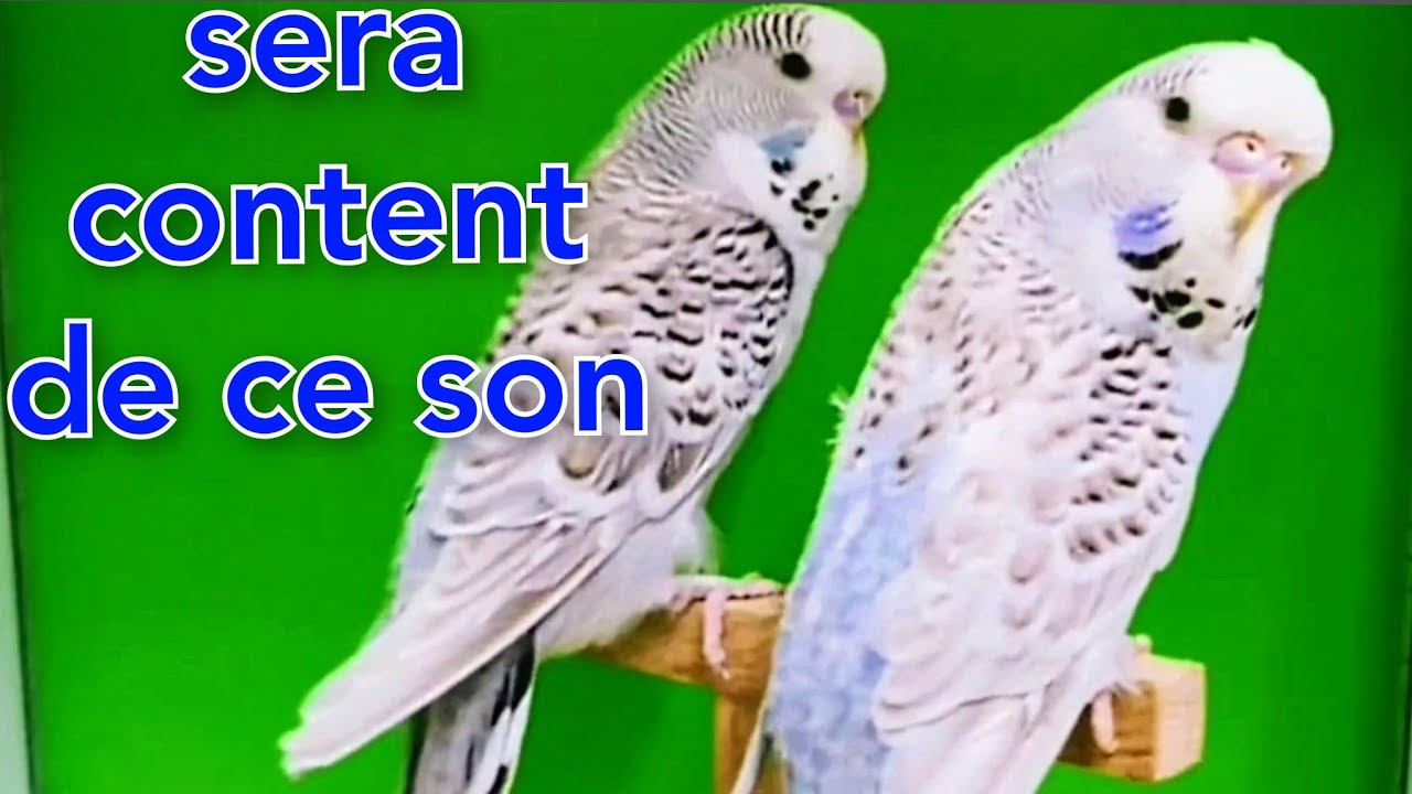 chant perruches ondul&eacute;es/son de perruche/perruche ondul&eacute;e/chant perruche/chant des perruches