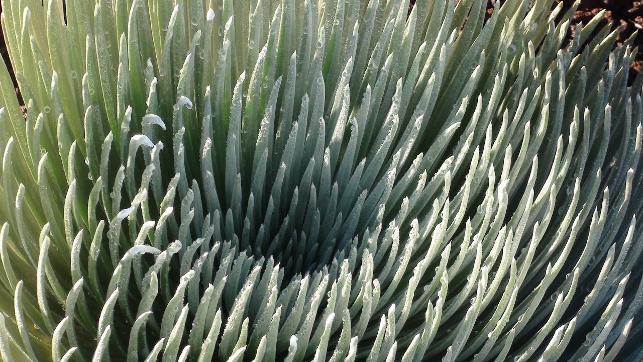 Quick Facts: Haleakala Silversword