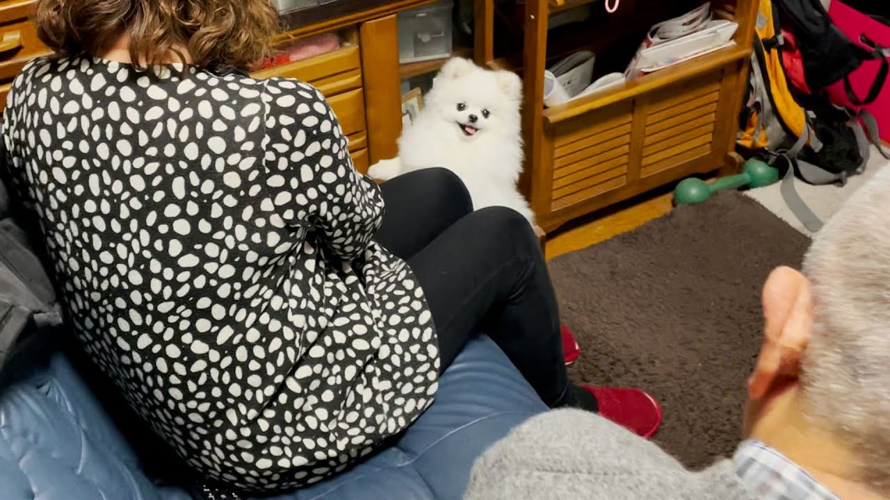 飼い主の留守中、両親に本当の孫のように可愛がられるポメラニアン