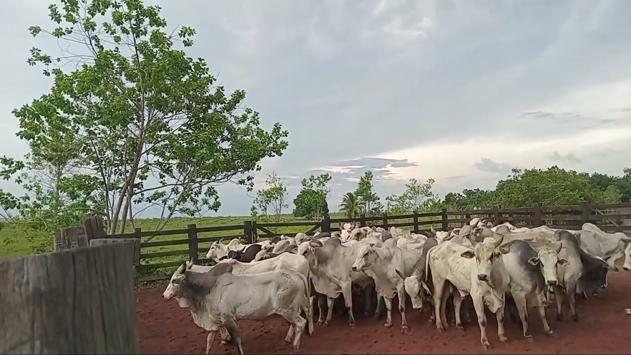 Embarque e apartaçao dos Marrocos #gado #pecuarista #fazenda #
