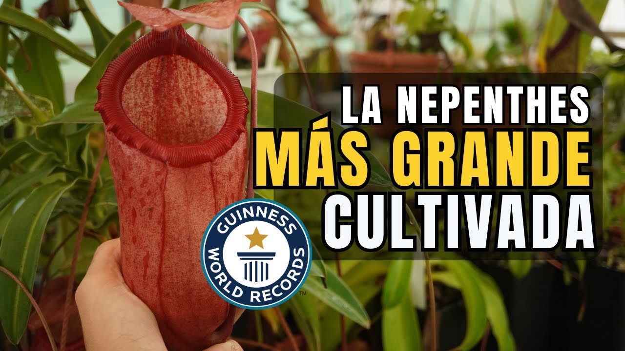 Récord Guinness a la PLANTA CARNÍVORA más GRANDE