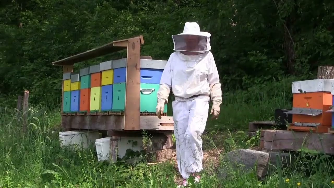 Perte de colonies d'abeilles 2021 2022. La suite