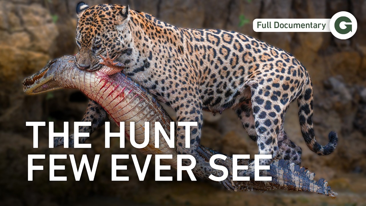 The Deadliest Cat Alive: Hunting the Jaguar | Full Documentary