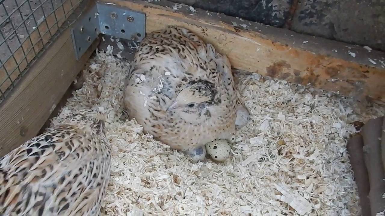 Wachtelfarm #20 - Wachtel gluckt und brütet