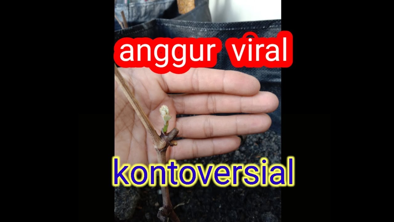unboxing anggur #nsm