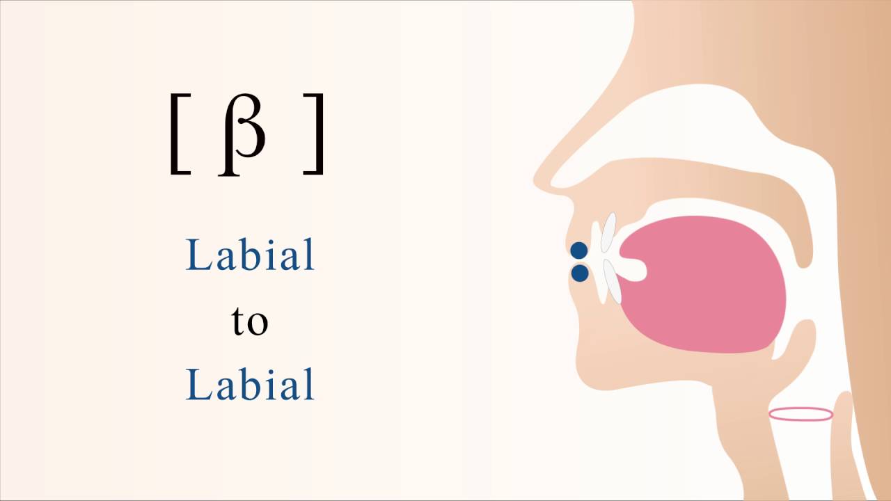 [ &beta; ] voiced bilabial non sibilant fricative
