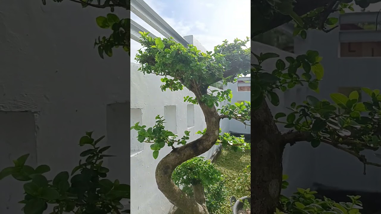 Bonsai Sancang / Premna Microphilia 