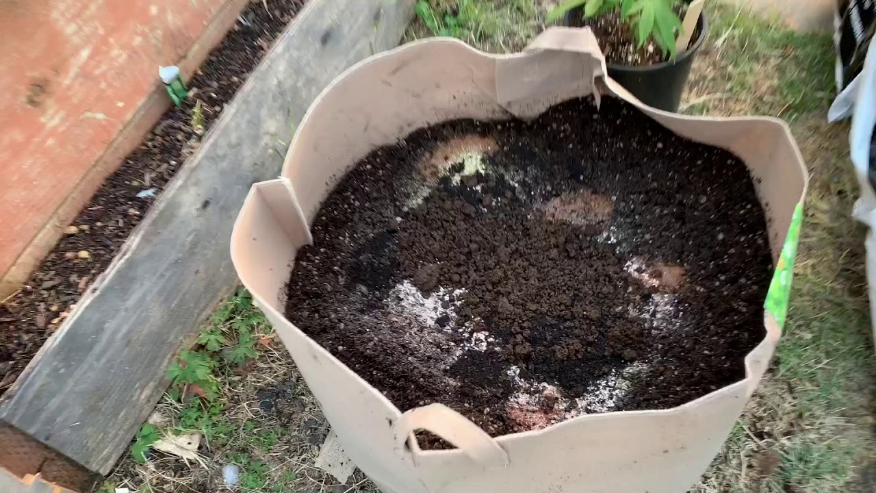 🌱BIG ROOTZ....30 GAL READY💪🏾