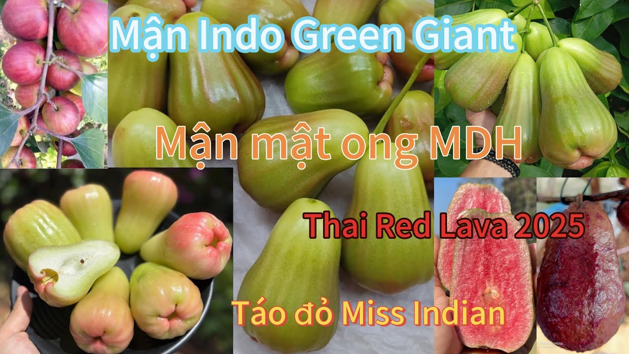 Vlog#120: Ngắm và ăn thử 2 giống mận nổi tiếng Indo Green Giant &MDH- Ổi Thai Red Lava 2025 đợt mới.