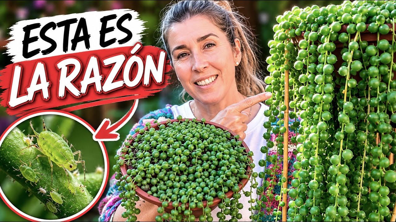 Por esta RAZÓN tu SENECIO ROSARIO NO CRECE! 🚨🌿NO lo ignores!
