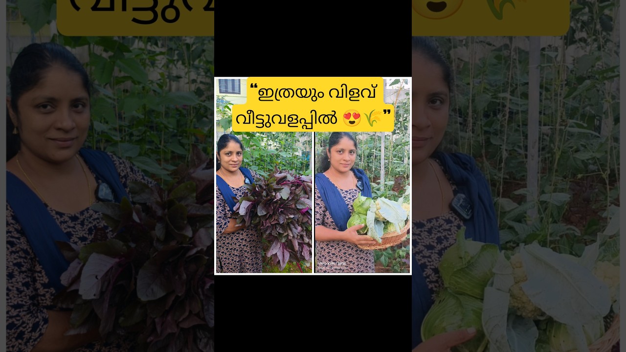 &ldquo;ഇത്രയും വിളവ് വീട്ടുതോട്ടത്തിൽ നിന്ന്? 😱#freshharvest #keralafarming #homegarden #organicfarming