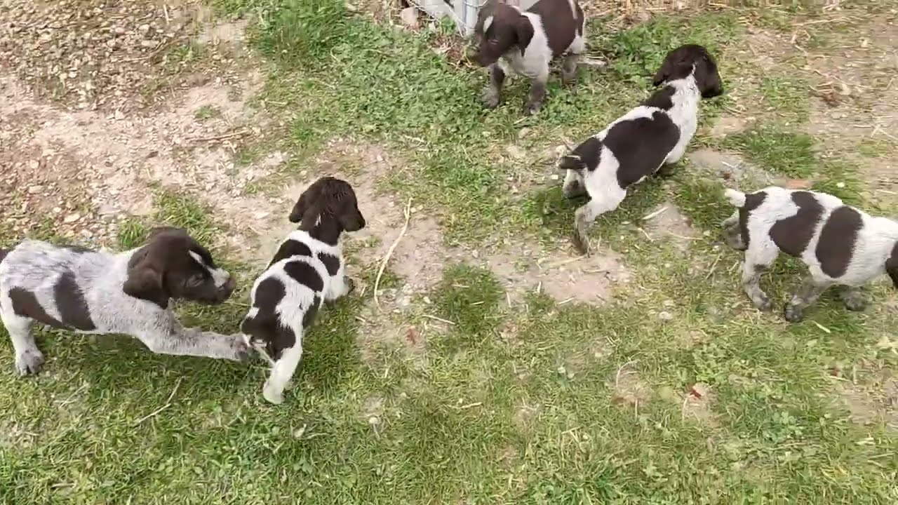 Drahthaar yavruların günlük bakımı, ilk batın yavruların şimdiki halleri #drahthaar #avköpeği
