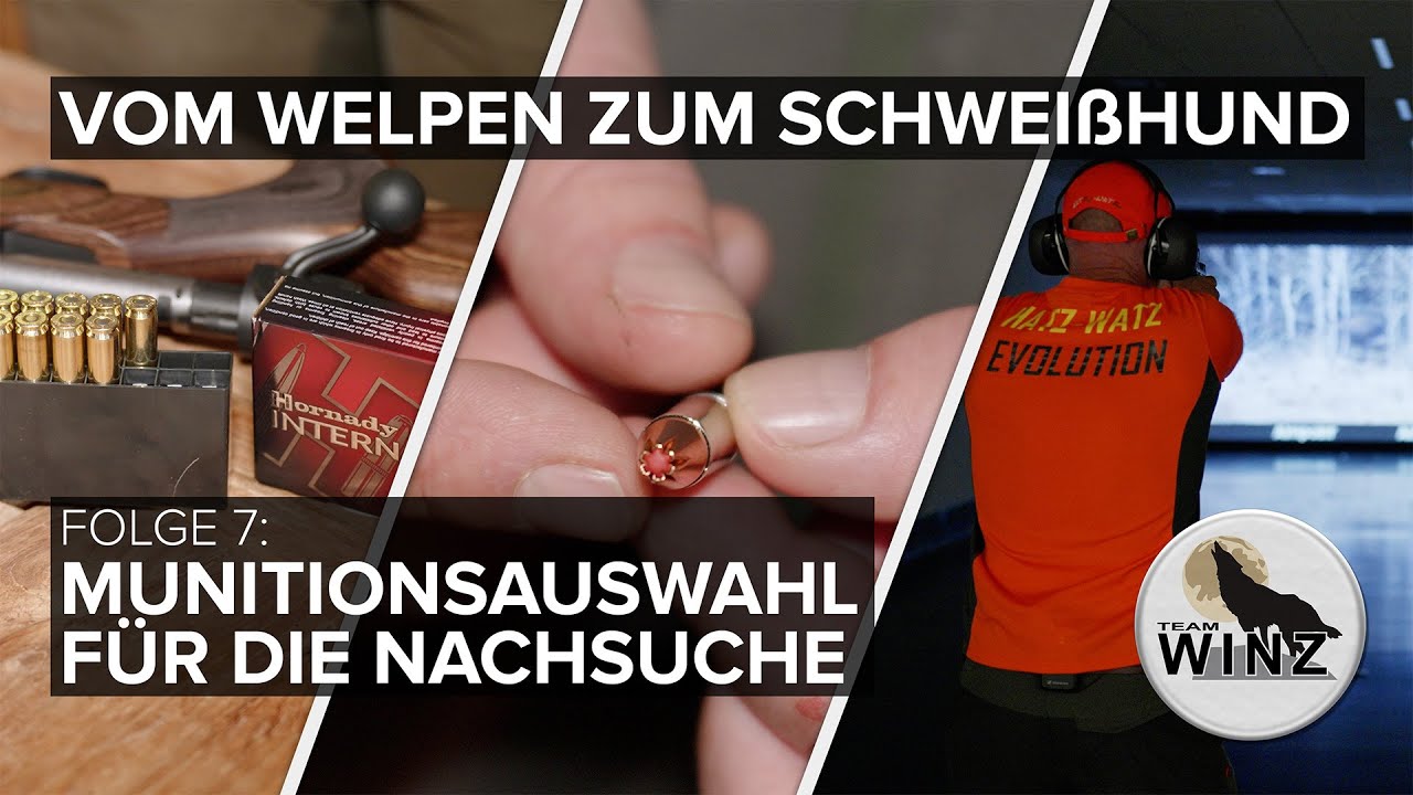 Vom Welpen zum Schweißhund | Munitionsauswahl für die Nachsuche| Die verlorene Folge 7
