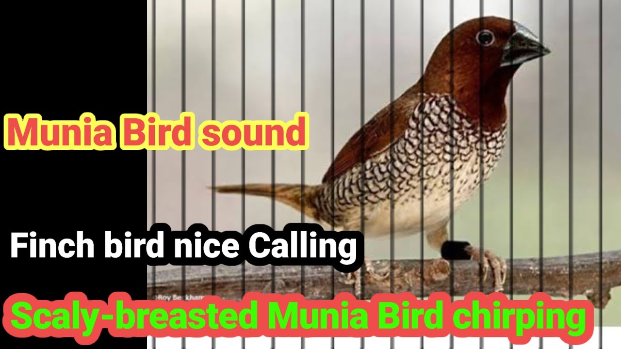 Scaly-breasted Munia bird chirping/ Finch Bird nice calling/ Munia bird sound