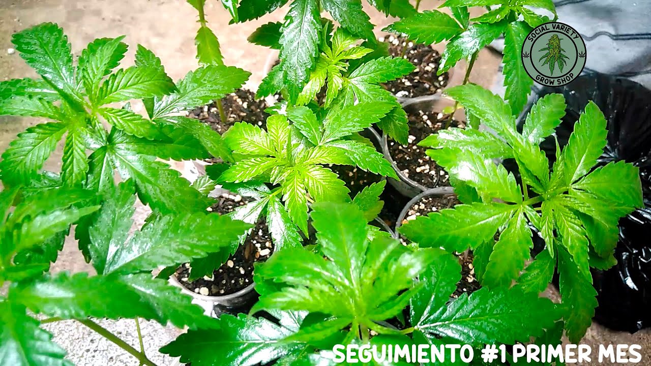 Seguimiento #1 Primer mes- Plantas de cannabis