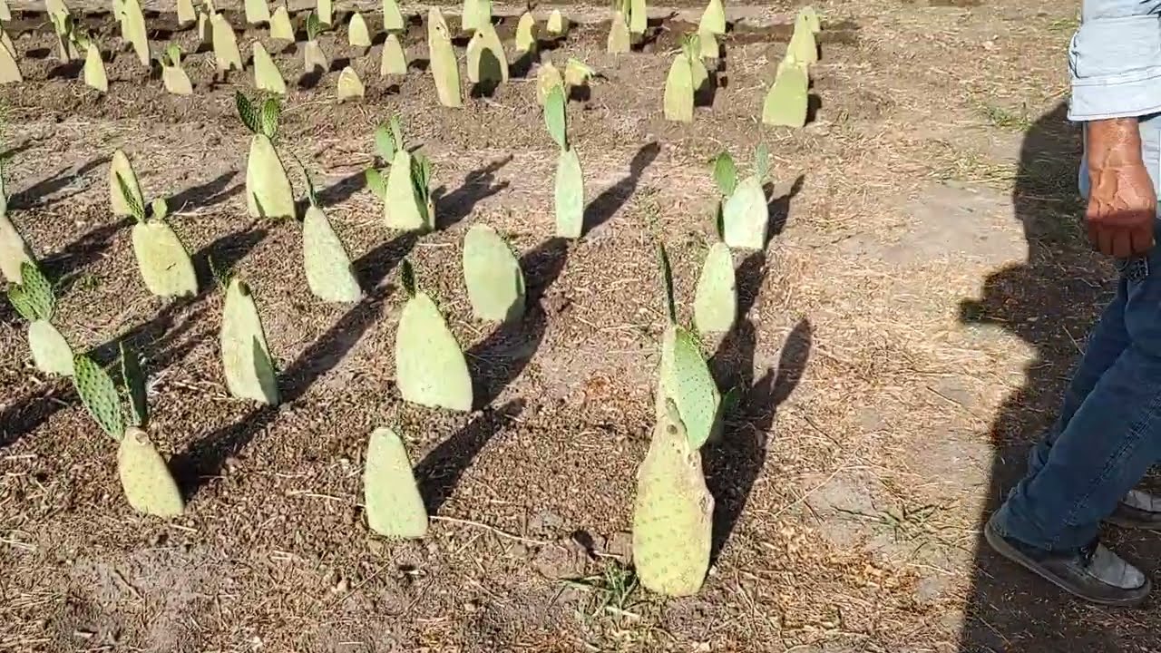 Riego del huerto de nopales (Video 4)