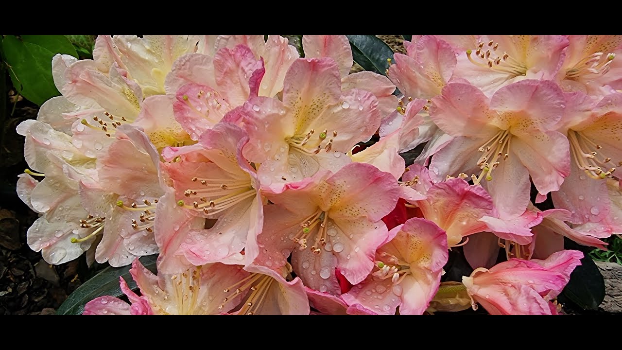 Рододендрон якушиманский Персі Вайсман /Percy Wiseman🌸🏵🌺