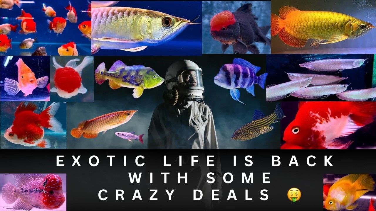 exotic fishes for aquarium in wholesale price | wholesale aquarium fish price  | aquarium #31