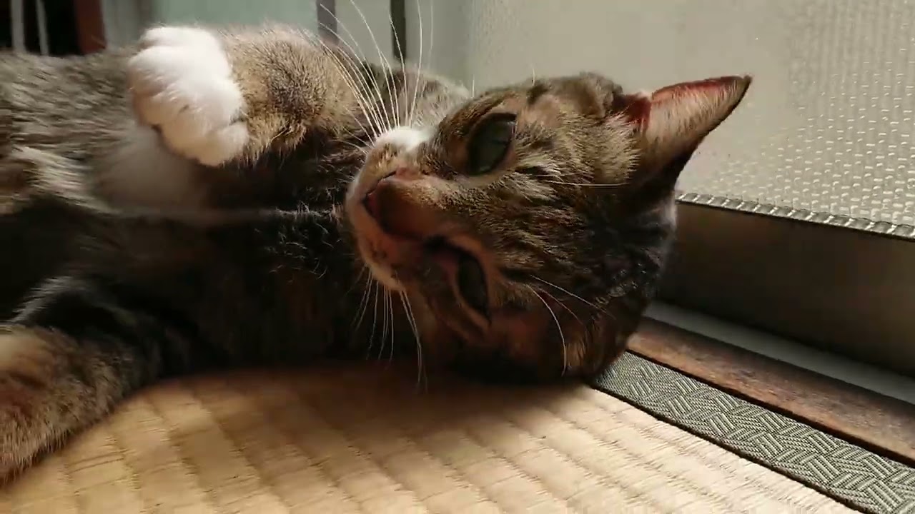 一番愛されてました。ありがと虎♡most loved.lobe♡Tora#cat #デカねこ #猫のいる暮らし #猫#🐈️#shorts #short 