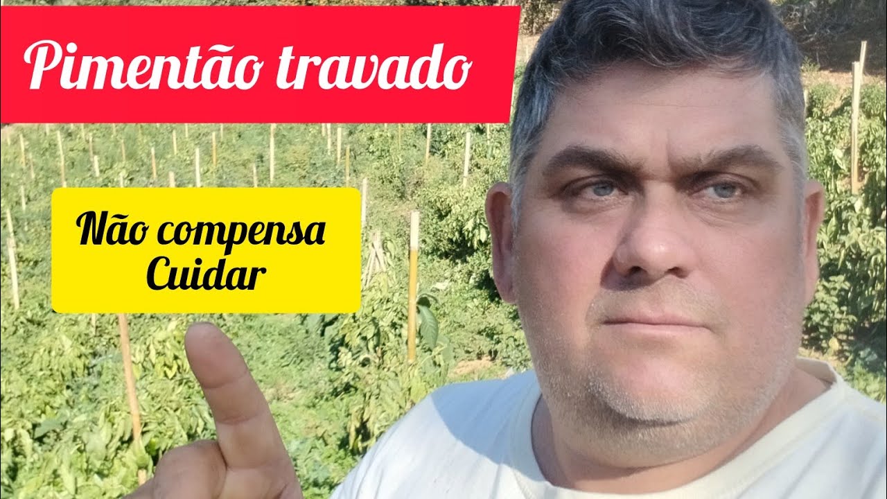 Roça de pimentão travado não compensa cuidar mais!