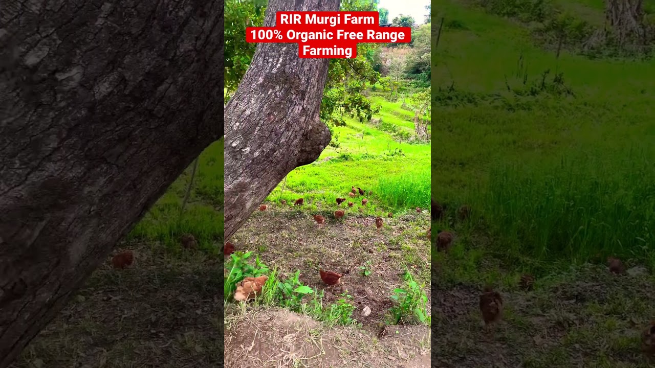 RIR Enjoying in Free Range || 100% Organic Poultry Farming #organicfarming