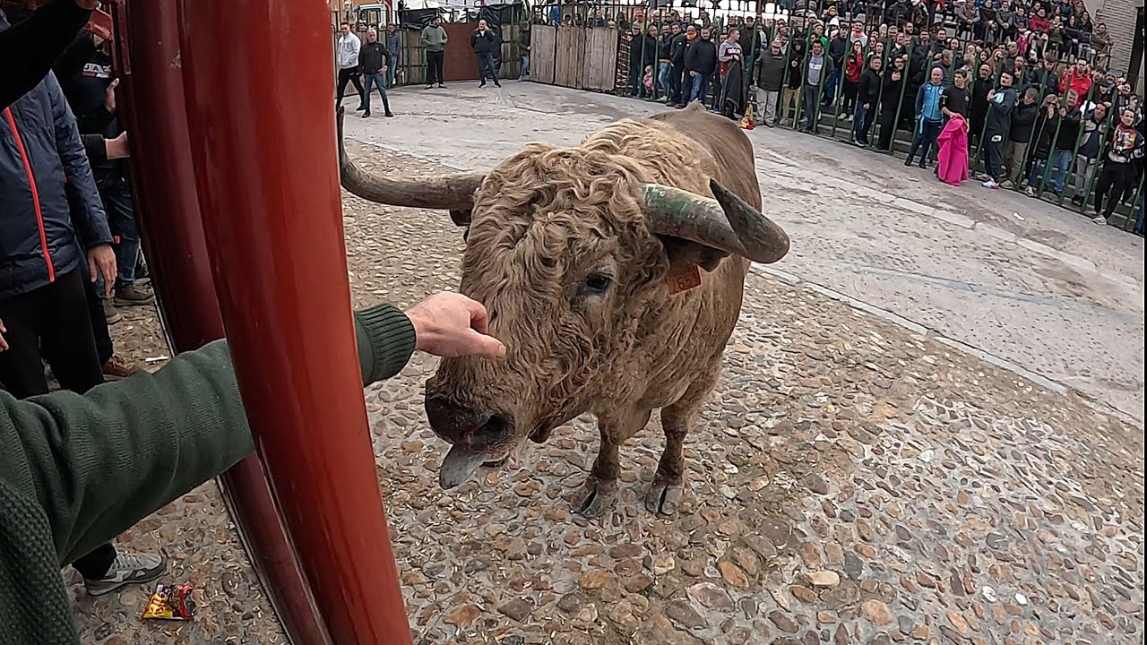 Toro de San Nicolás 2025 (Madrigal de las Altas Torres)