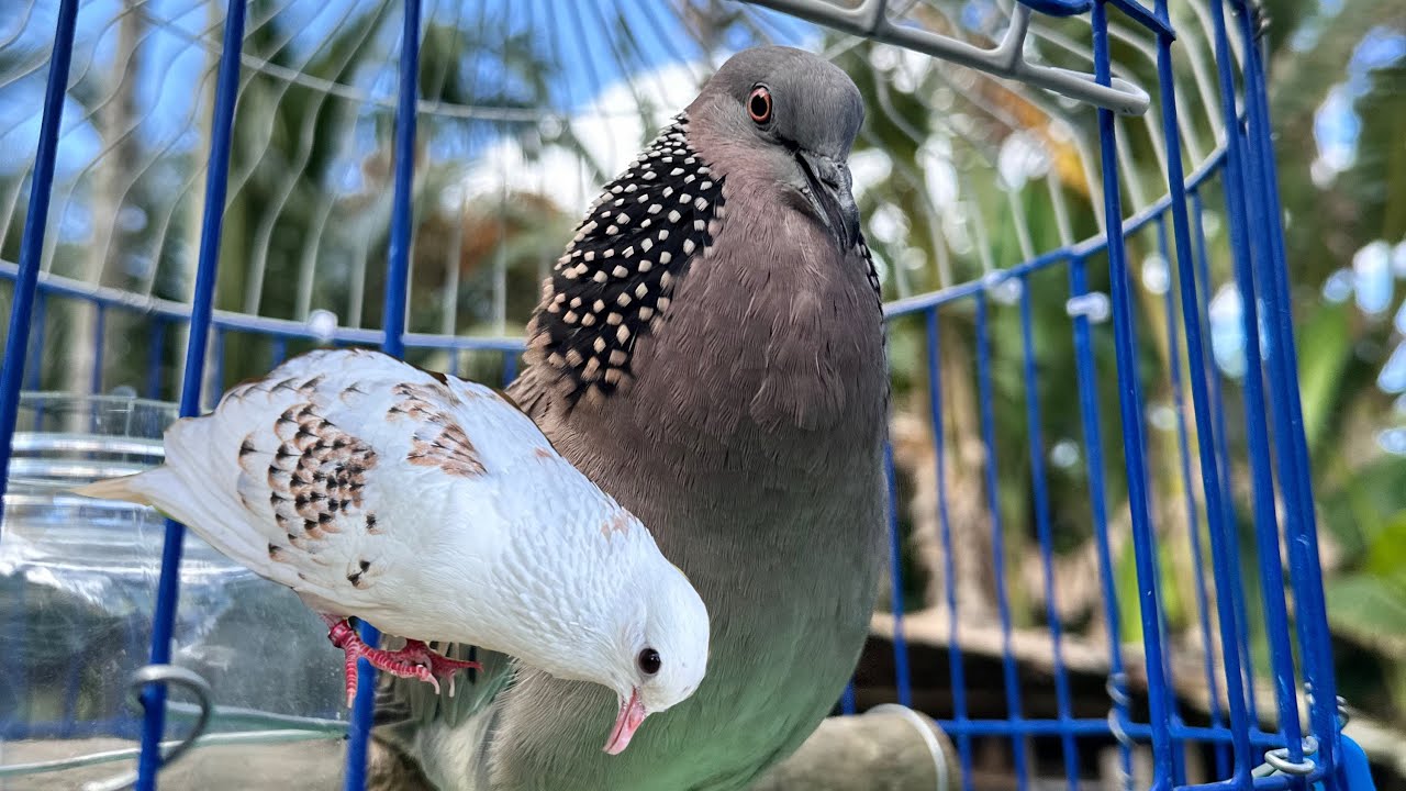 🔴Buổi chiều nắng test lửa dàn trống sinh sản 🥰
