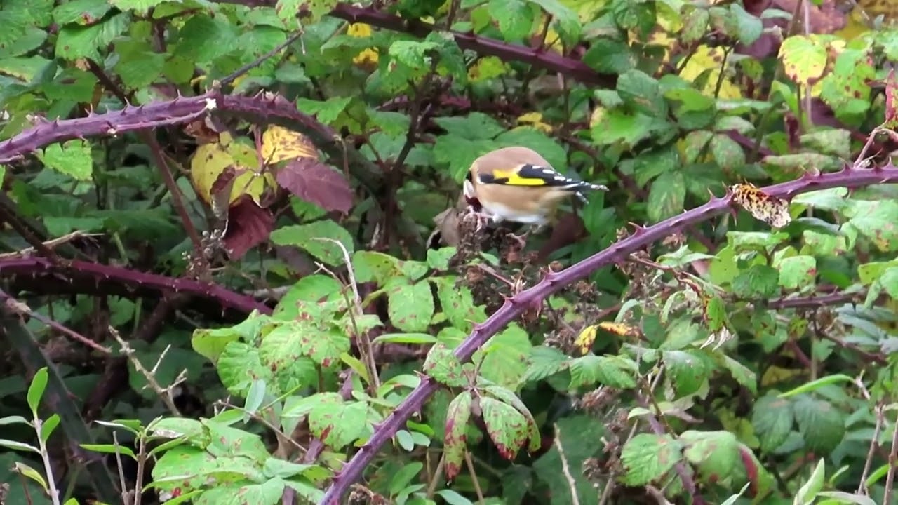Goldfinches