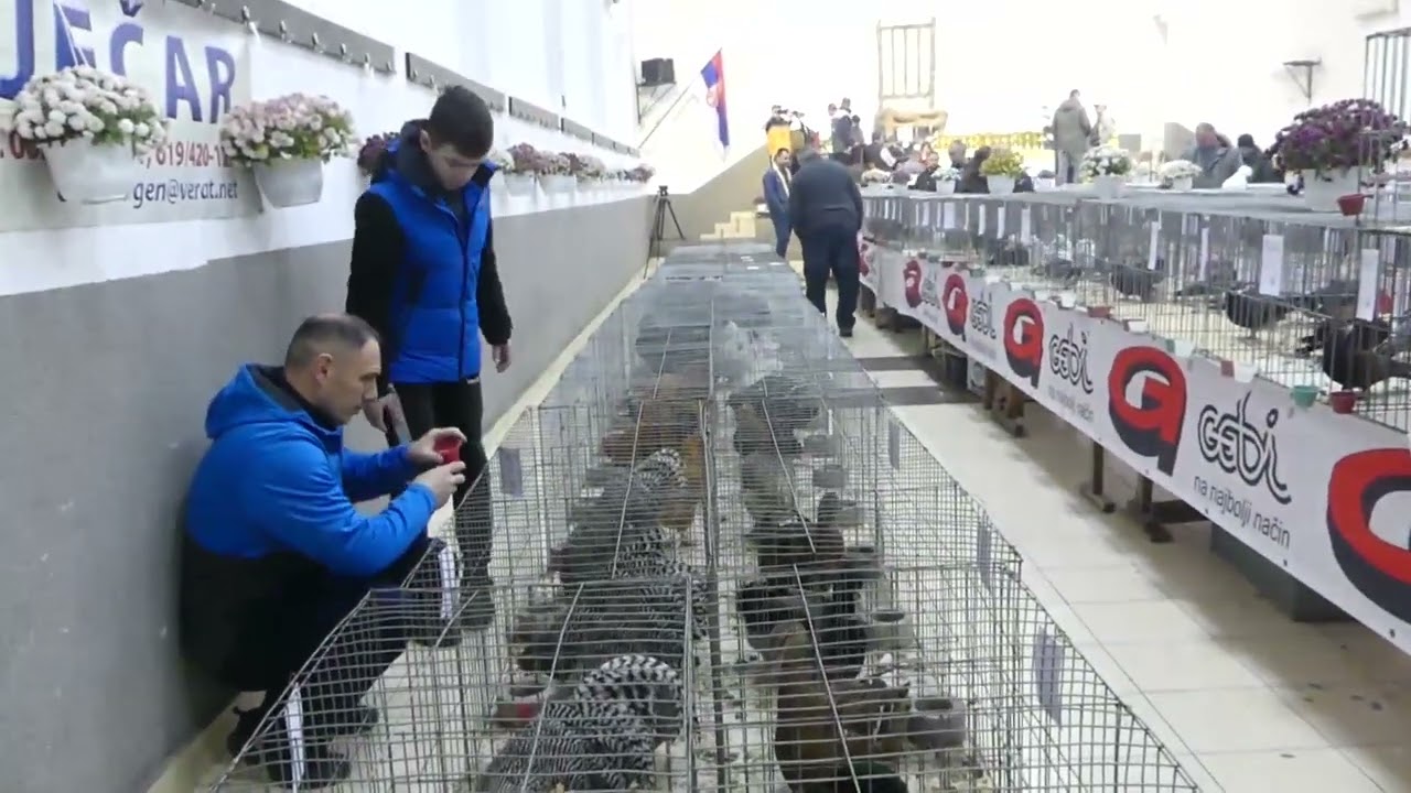 Izložba golubova i sitnih životinja u Velikom Izvoru 2022