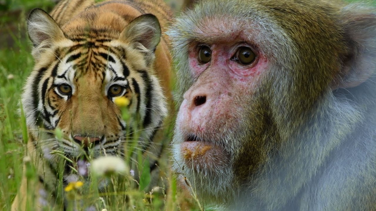 Animals find peace at this sanctuary