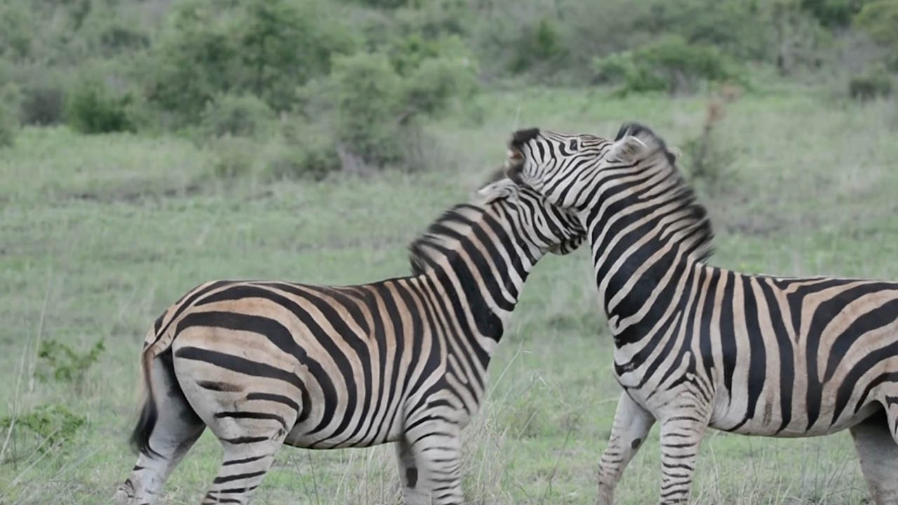 Feisty Zebra Fight In Kruger National Park