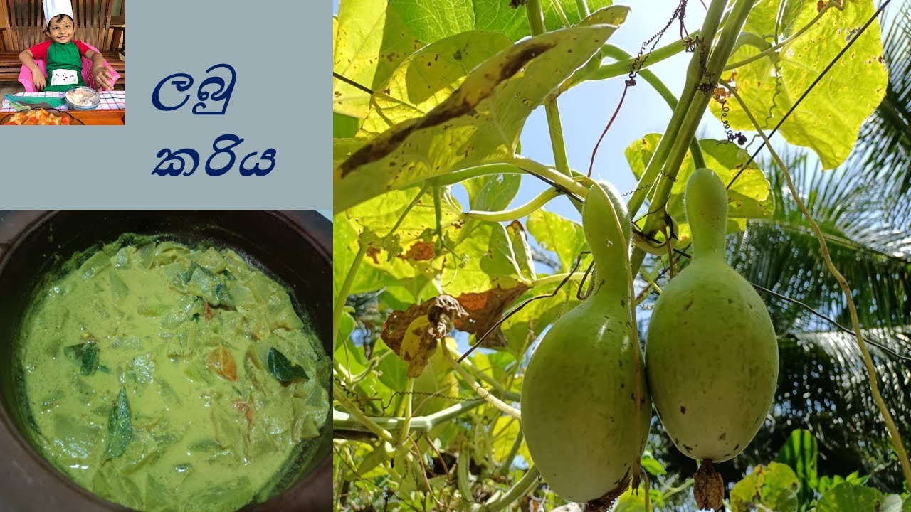 ලබු කරිය