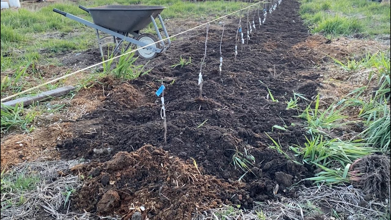 How I Plant Pear Trees in a High Density Row on OHxF 87 semi dwarf rootstock