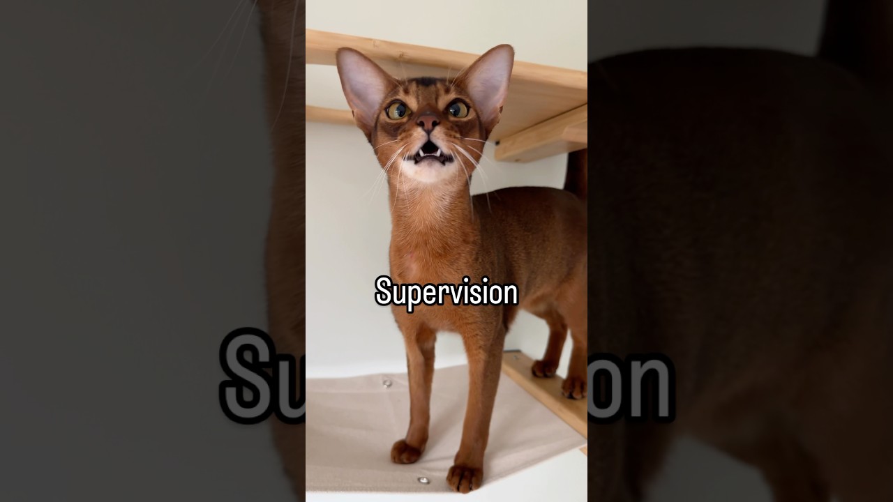 Cat activity wall 🐾 Abyssinian cats playing #abyssinian #catshorts #meow