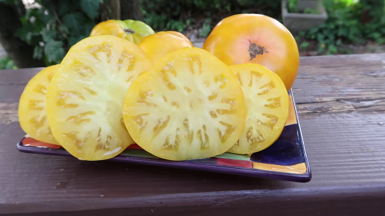 Dwarf Jasmine Yellow Tomato. The Prettiest Tomatoes You'll Ever See! Short Plants!