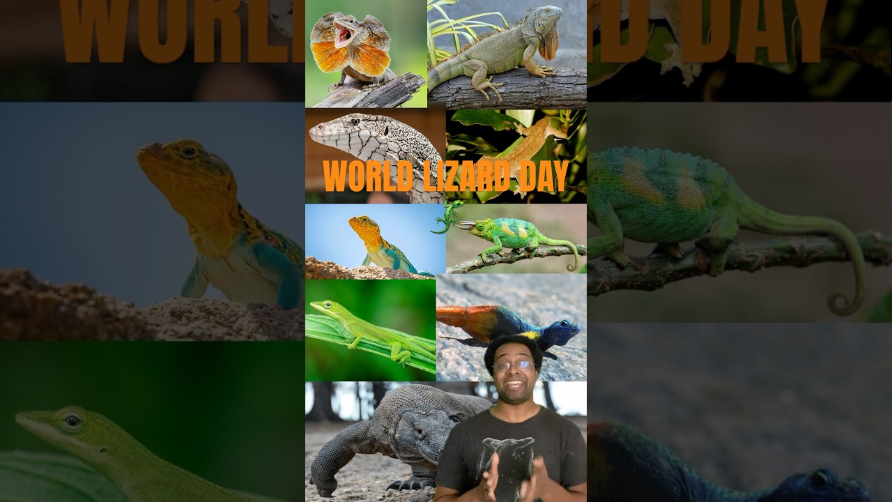 WORLD LIZARD DAY 🦎