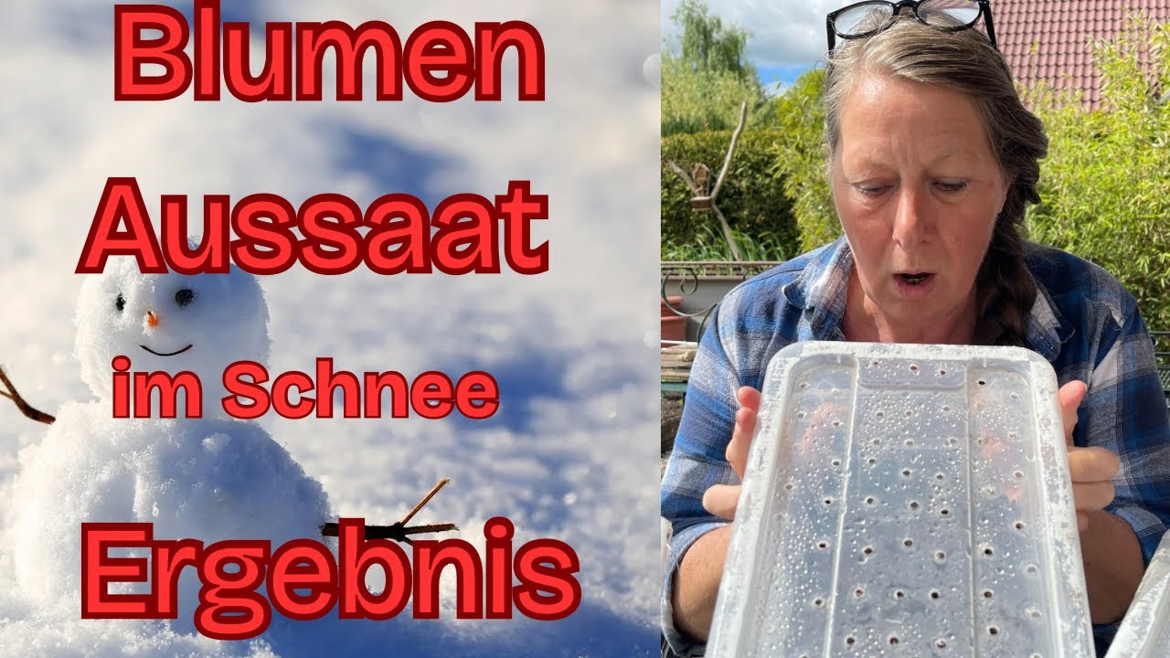 Blumen im Schnee ausges&auml;t: Die gro&szlig;e &Uuml;berraschung nach 3 Monaten! Ergebnis Wintersowing Teil 3