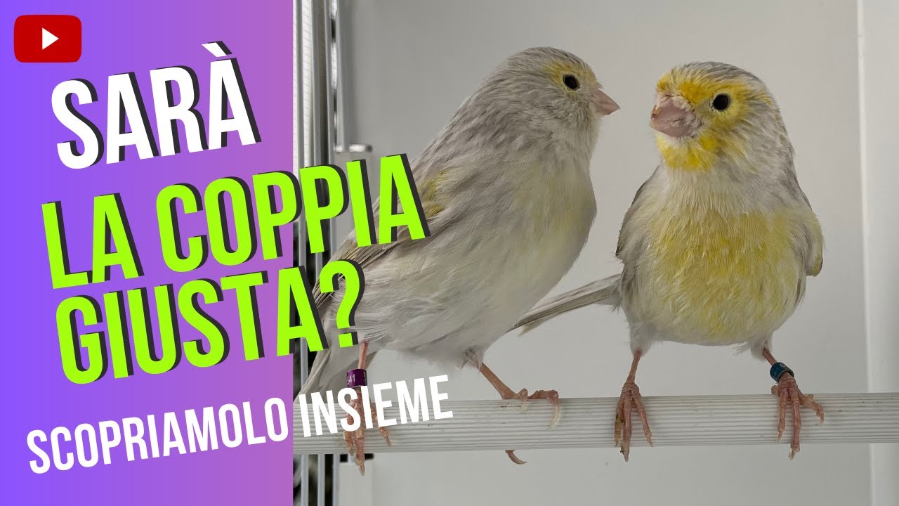 Canarini di colore: sceglierli e accoppiarli in modo corretto.