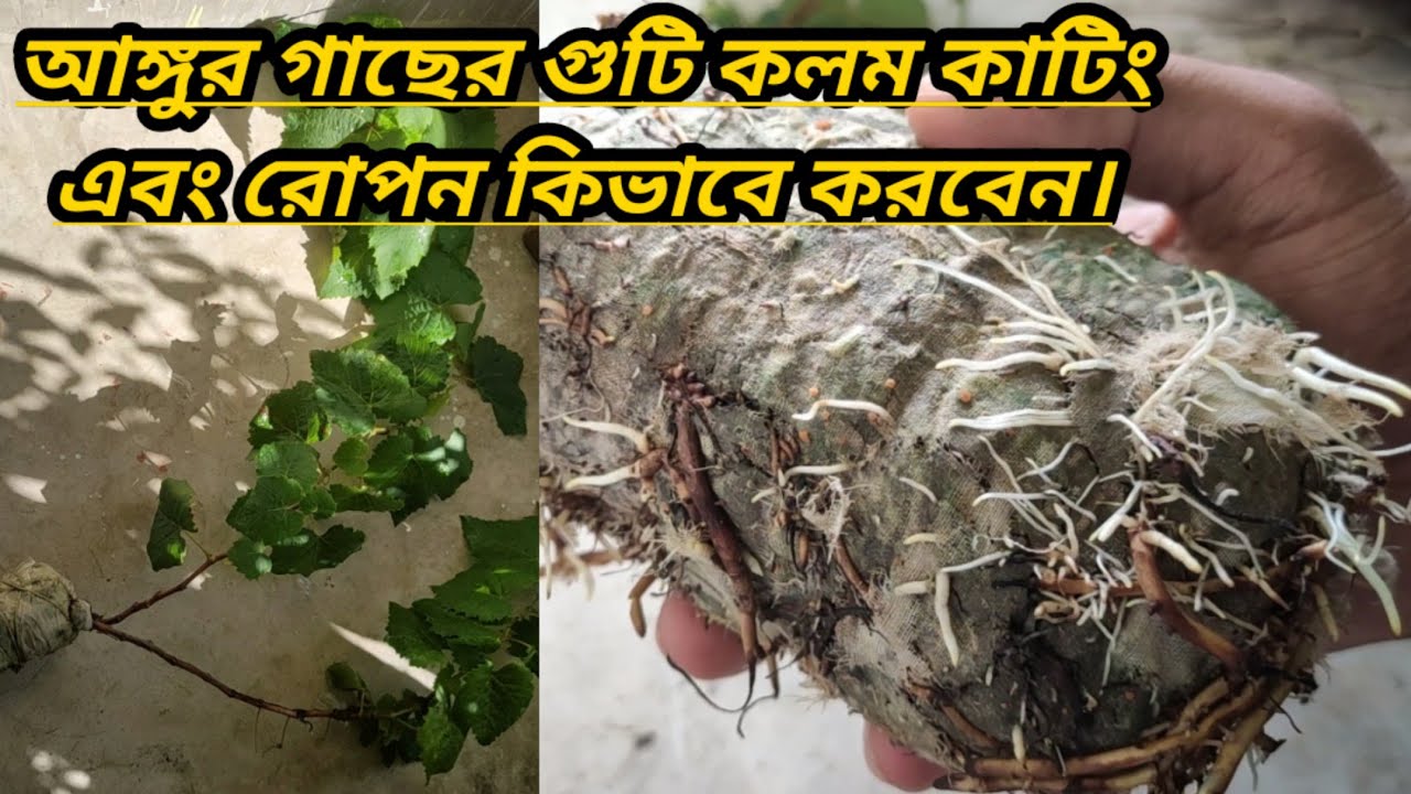 আঙ্গুর গাছের গুটি কলম কাটিং এবং রোপন কিভাবে করবেন।।How to do grapevine cuttings and transplanting।।