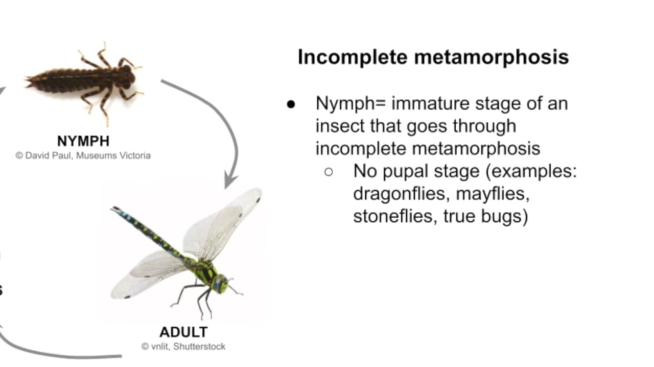Aquatic Insect Life Cycle