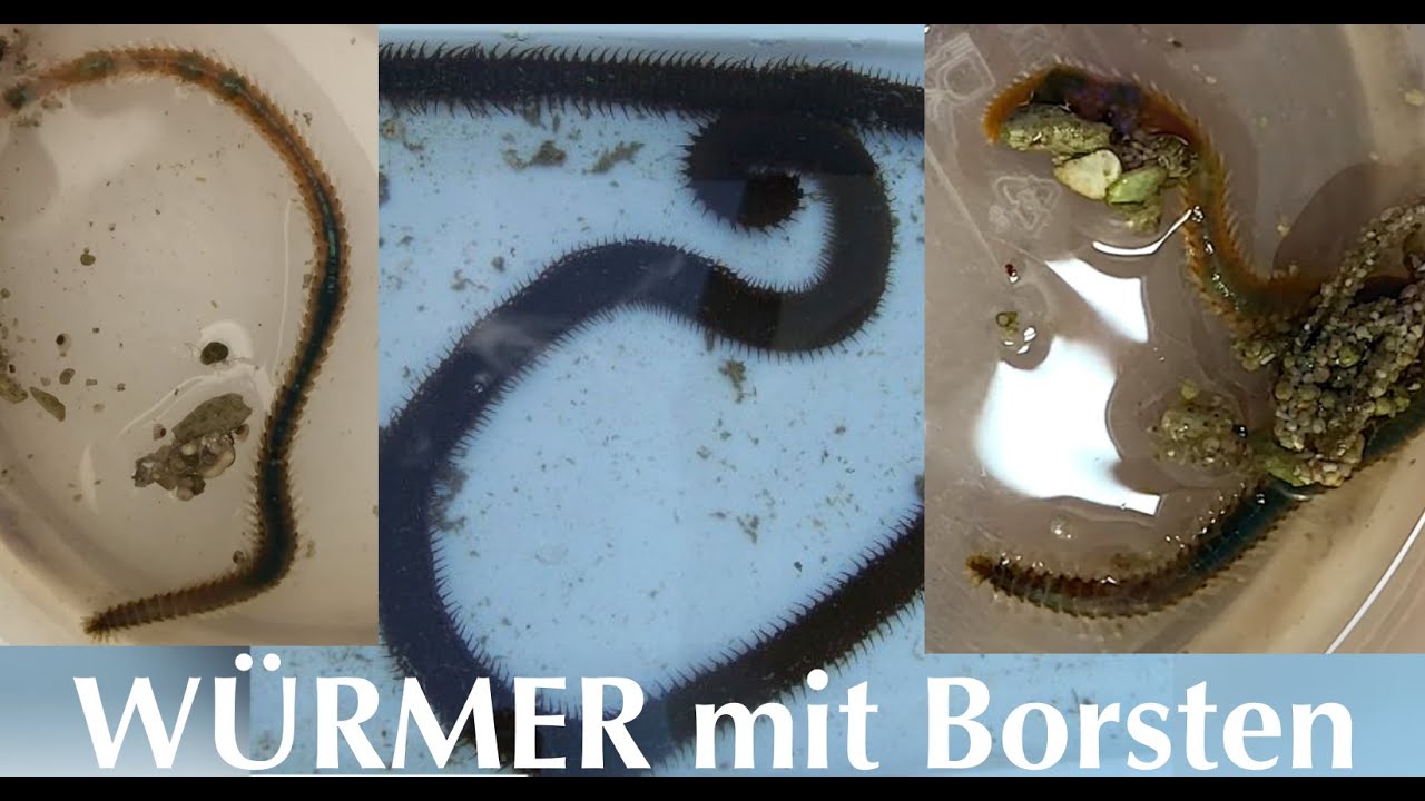 Borstenwürmer - Müssen Sie raus oder dürfen sie bleiben? Meereswürmer