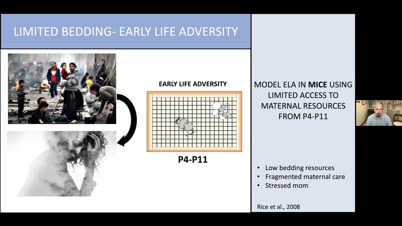 Impact of Early Life Adversity on Neural and Behavioral Development