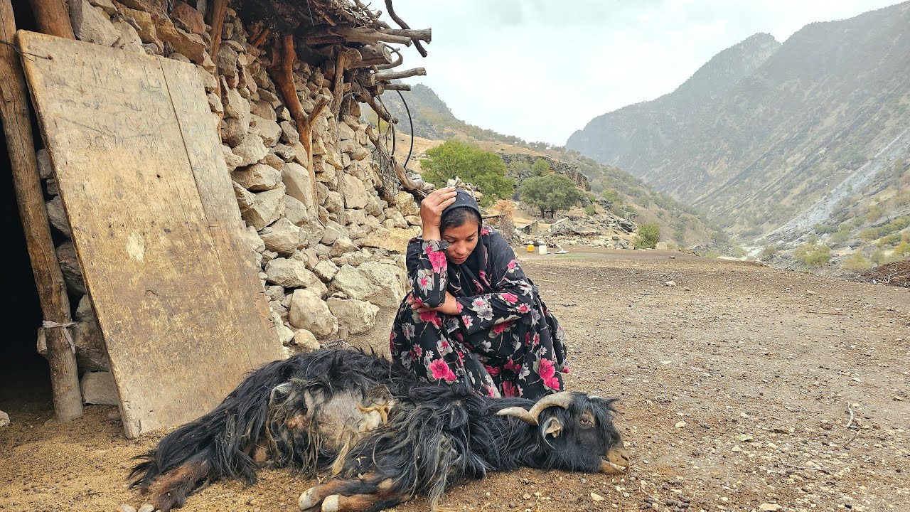A sad incident: the loss of a nomadic goat 🐐💔