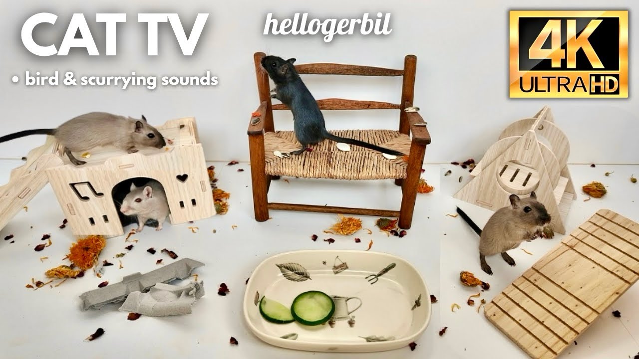 Cat TV 🩷 Gerbil Playground 🩷 Bird & Scurrying Sounds 🩷 1 Hour 4k HDR 🩷